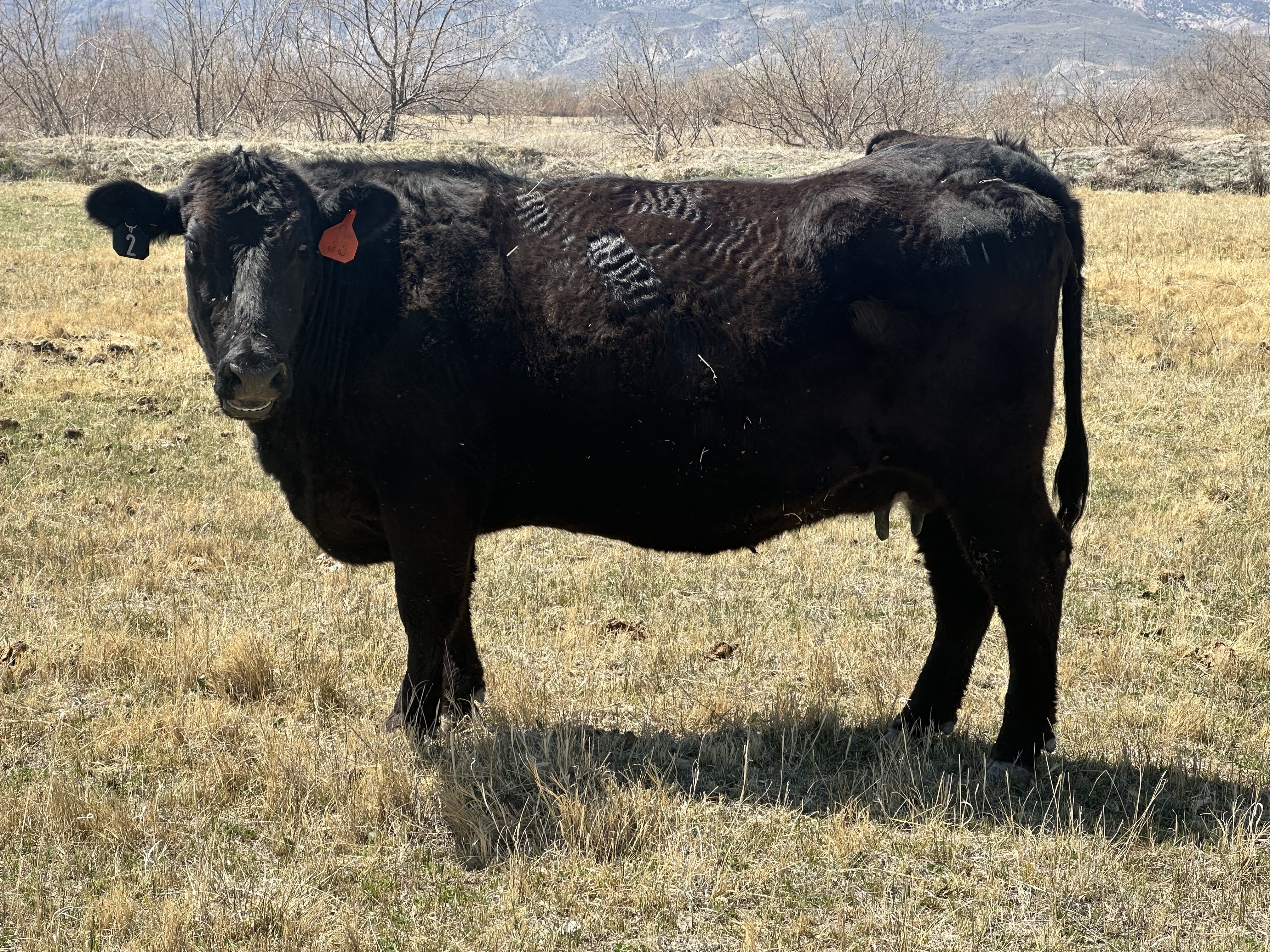 Black Wagyu in pasture