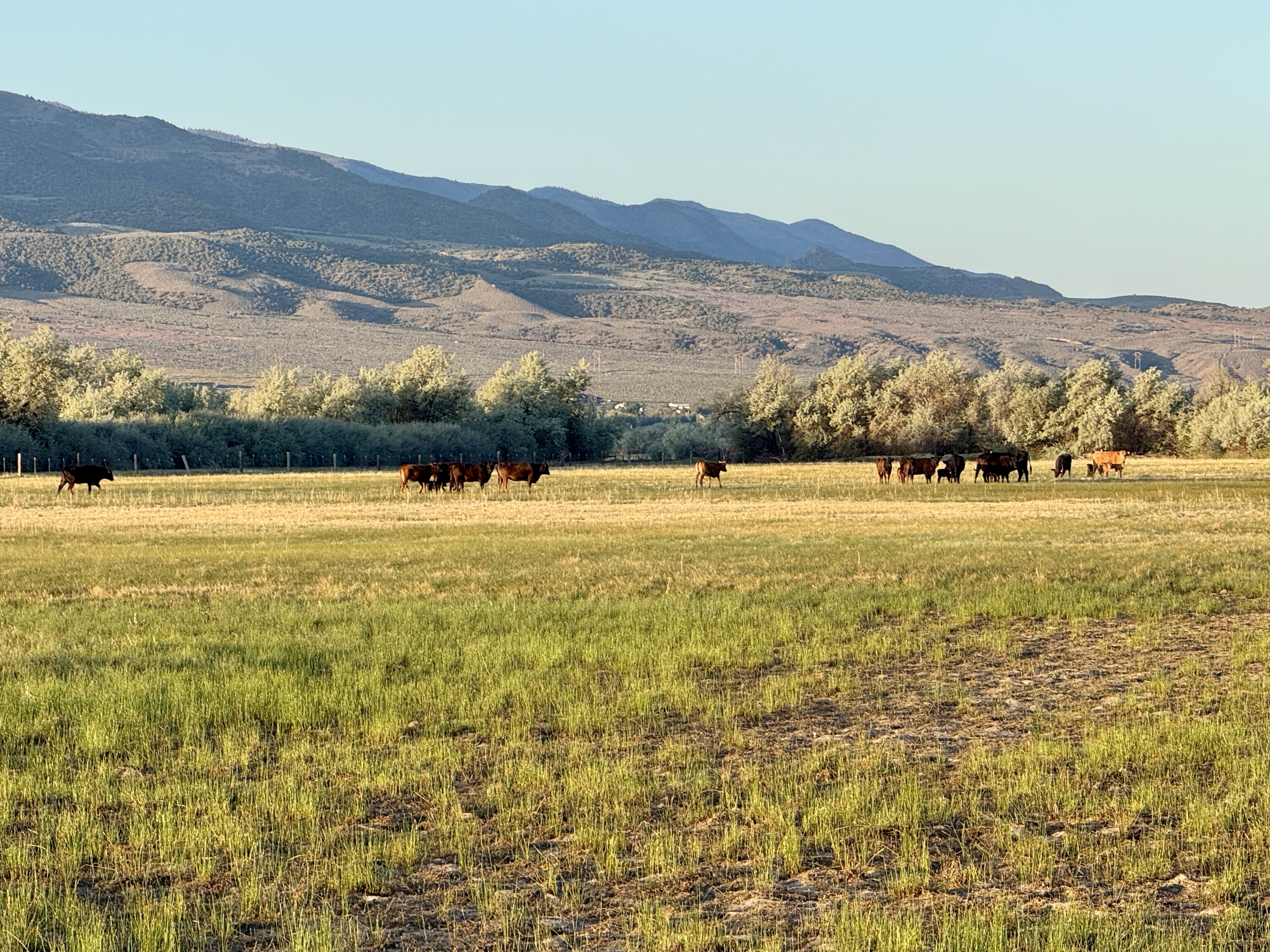 A11 herd grazing under the mountains
