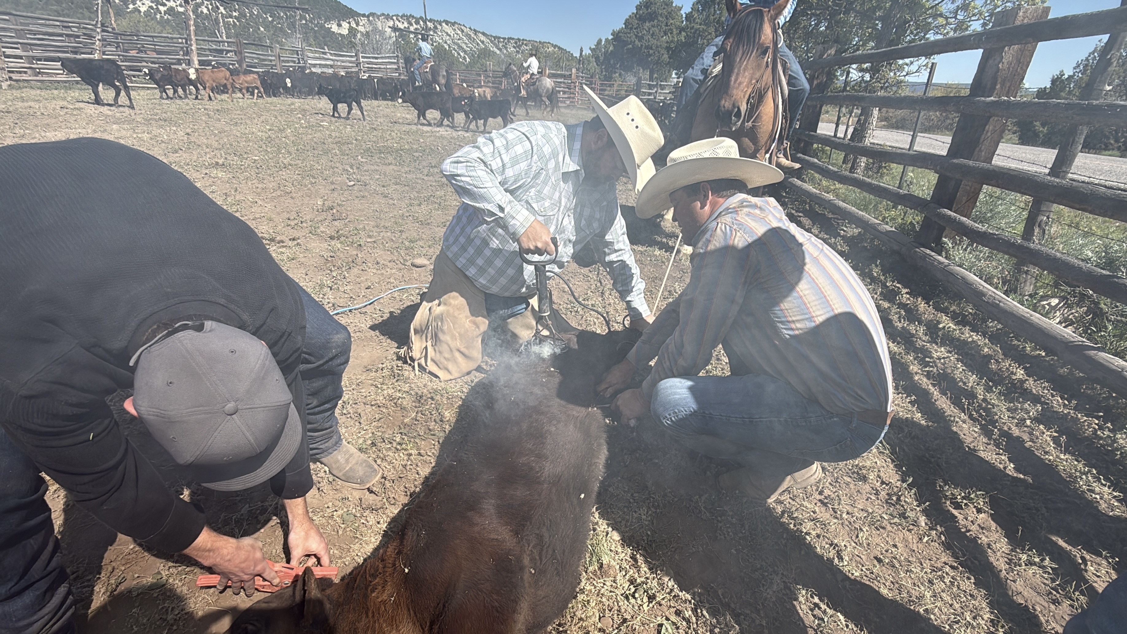 Working the herd together