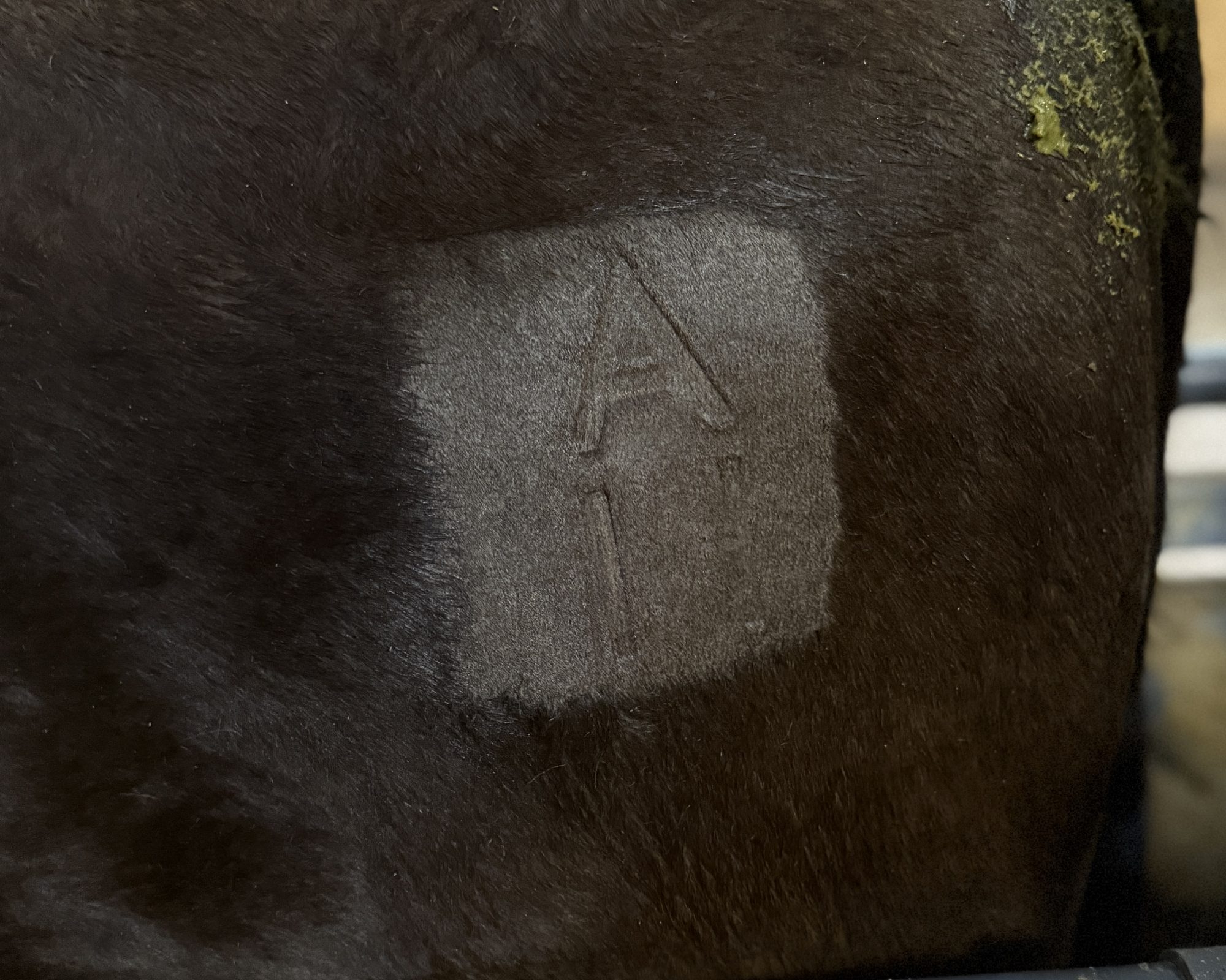 The A11 brand on a black Wagyu