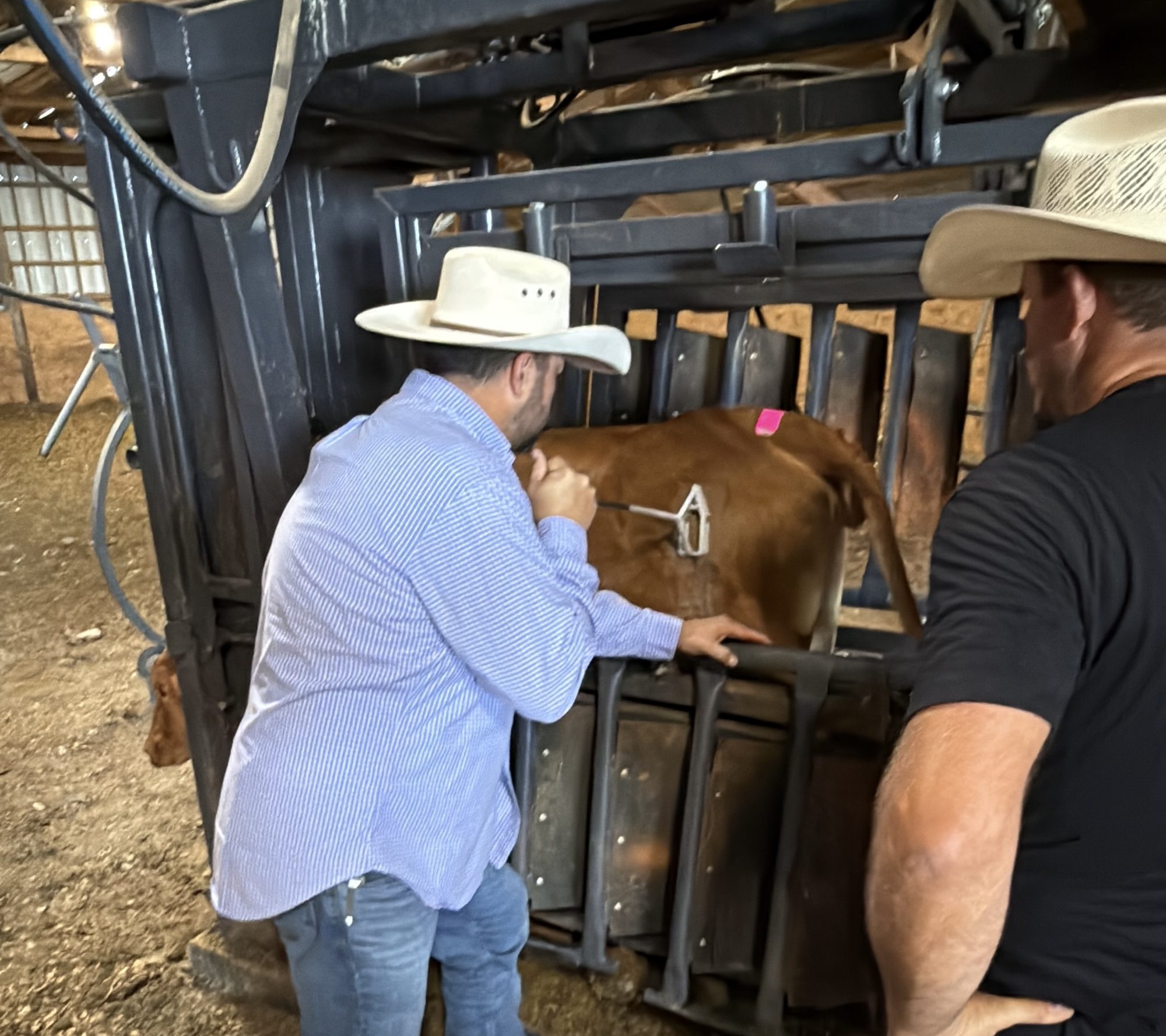 Working a calf in the chute