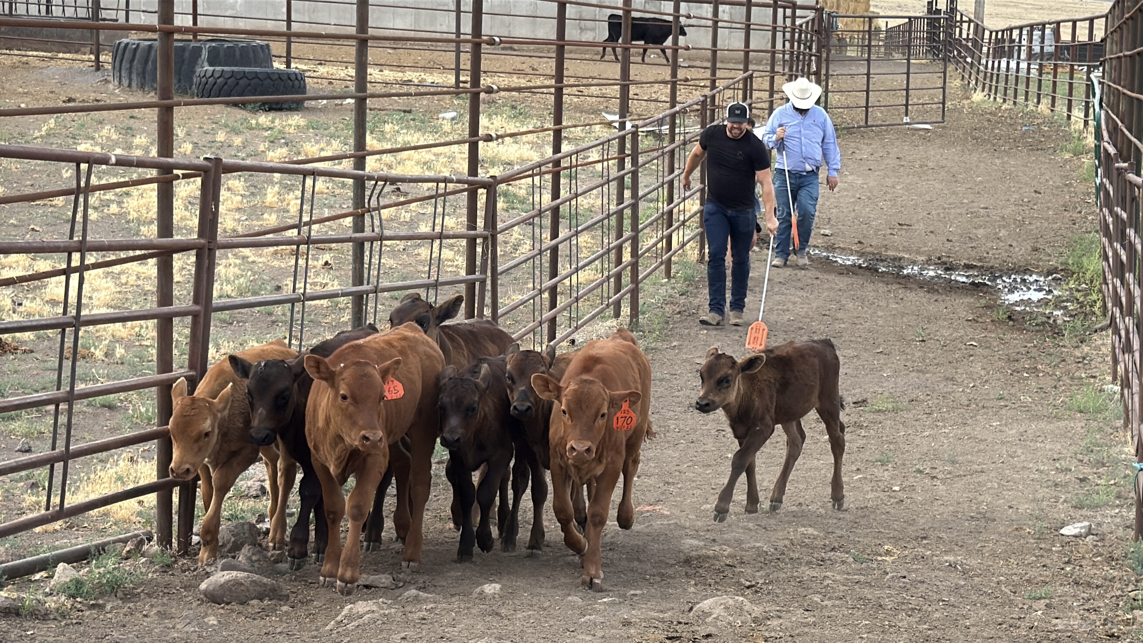 Driving calves through the chute