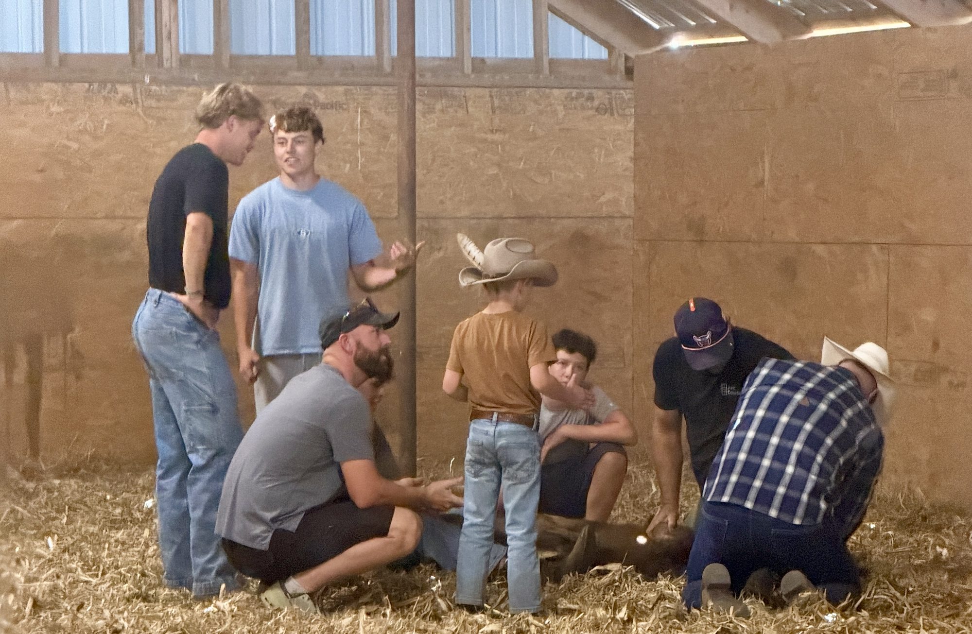 Family and friends working calves in the barn