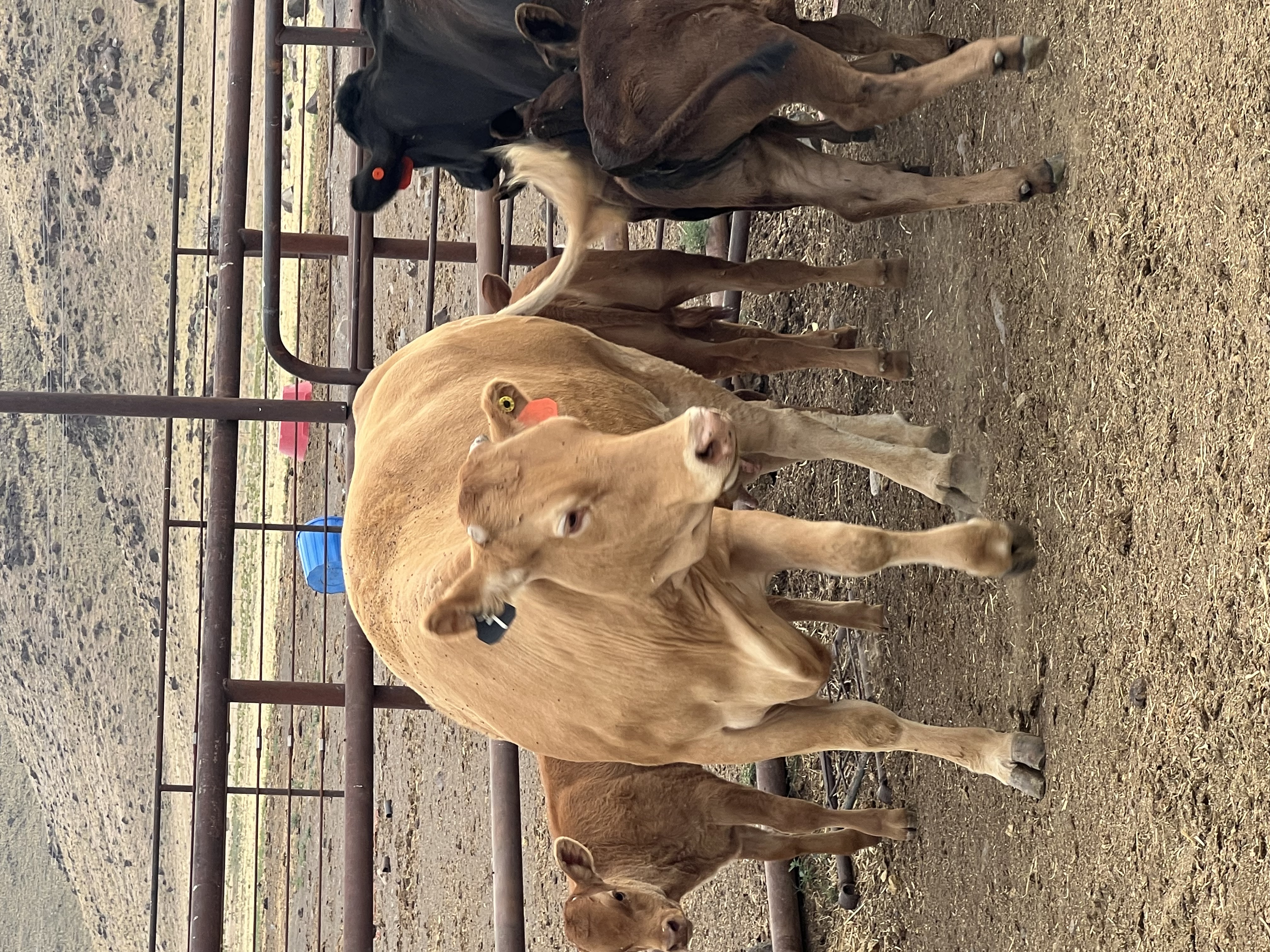 Ranch life