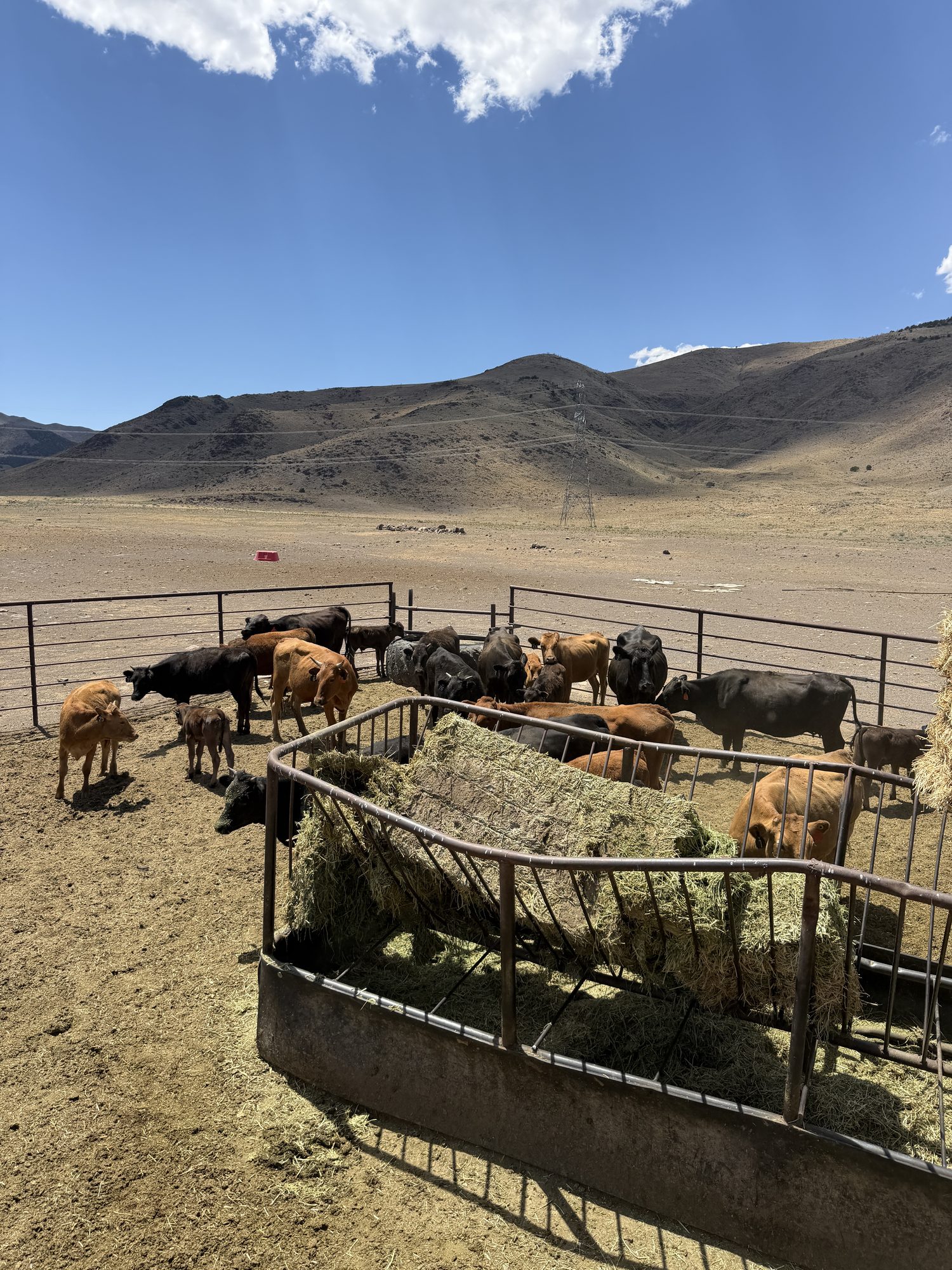 Cattle at the feeder under the mountains
