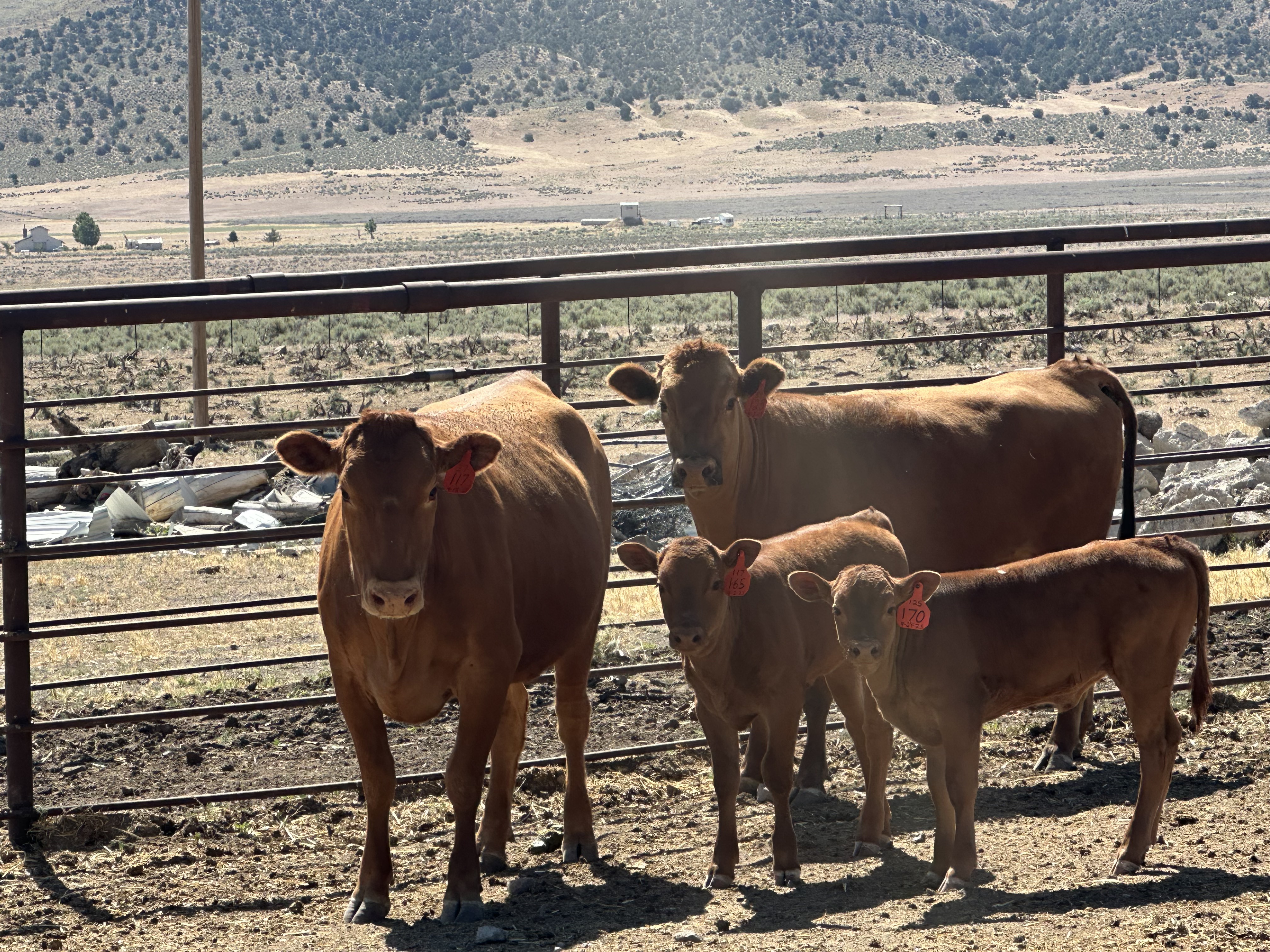Red Angus cows at the ranch