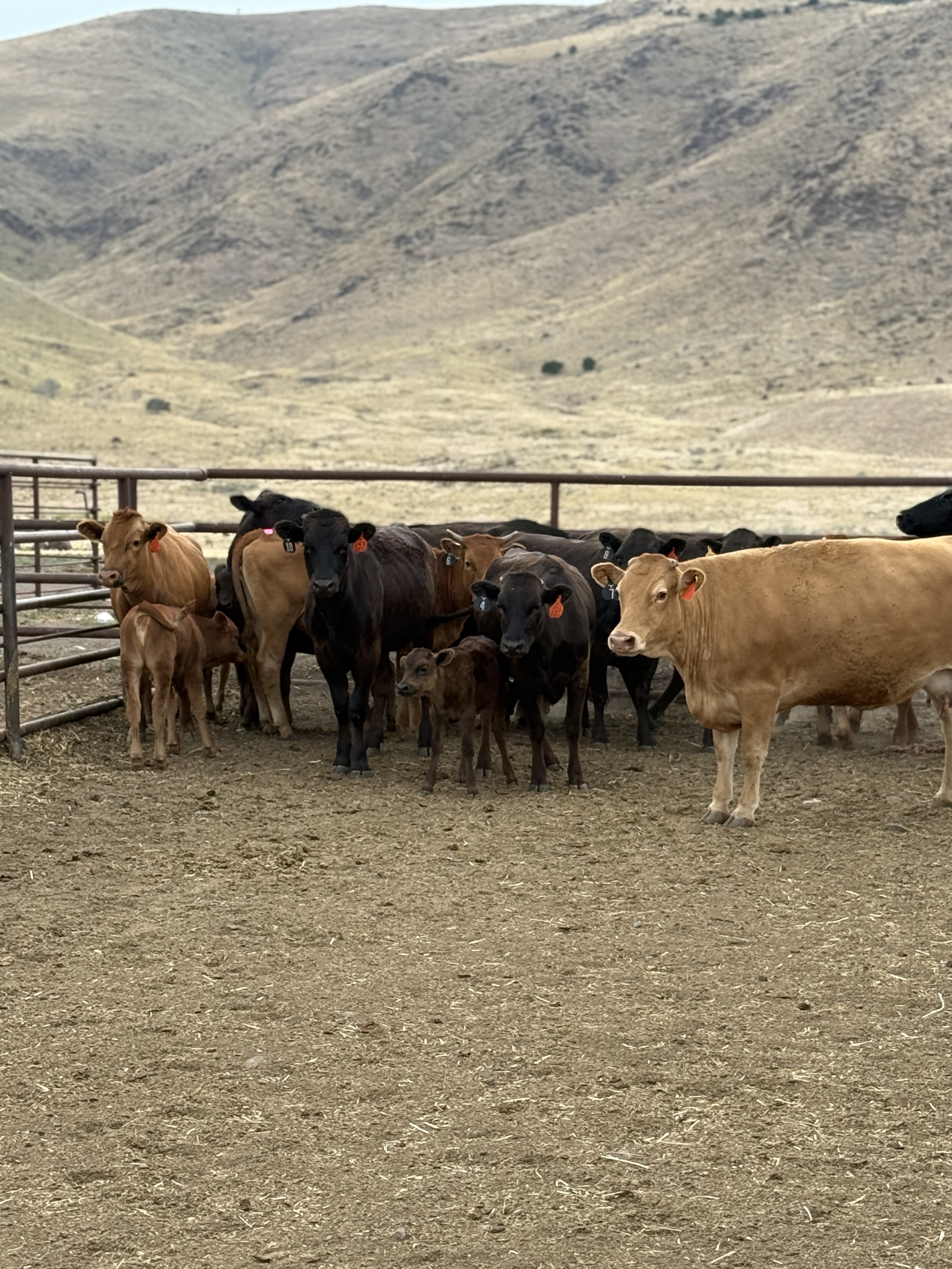A11 cow and calf pairs at the ranch